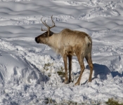 2019 02 21 MNNewZoo 006